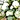 Country Garden Tied Sheaf